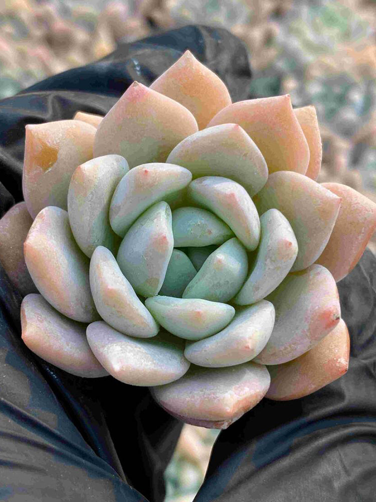 Echeveria cv. 'Snow of Dreams'