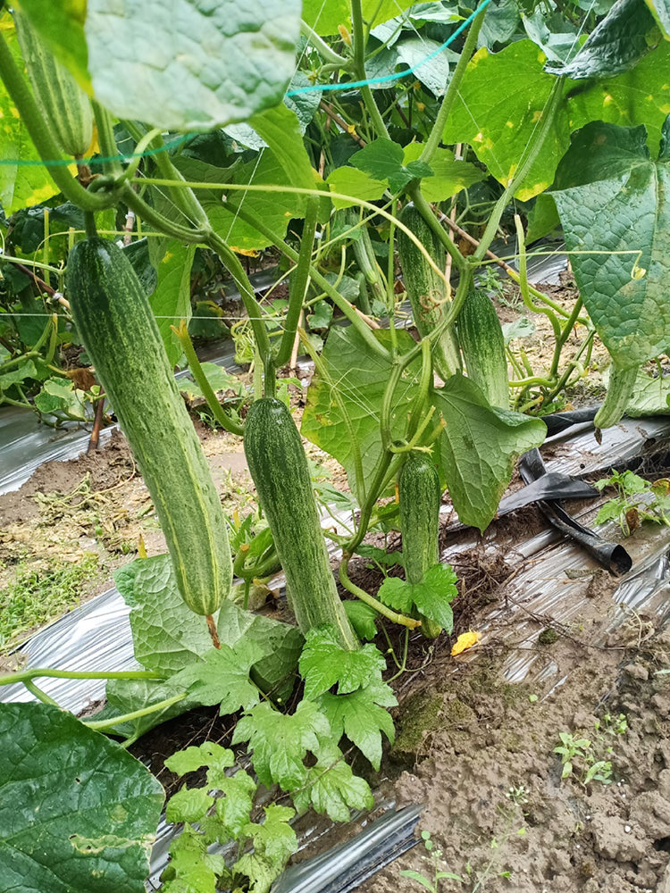 Yanbai No.3 Cucumber