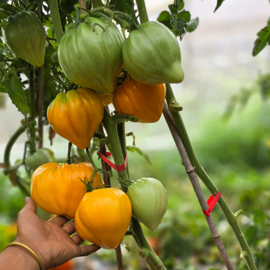 711 Lyuba's Heart Tomato