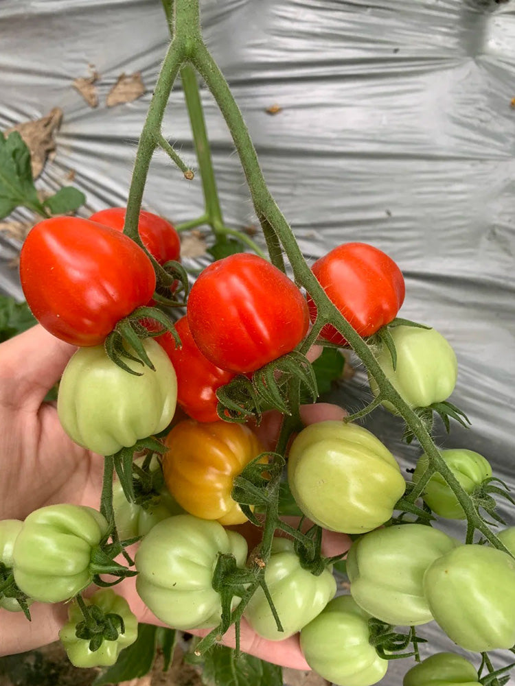 Accordion Cherry Tomato