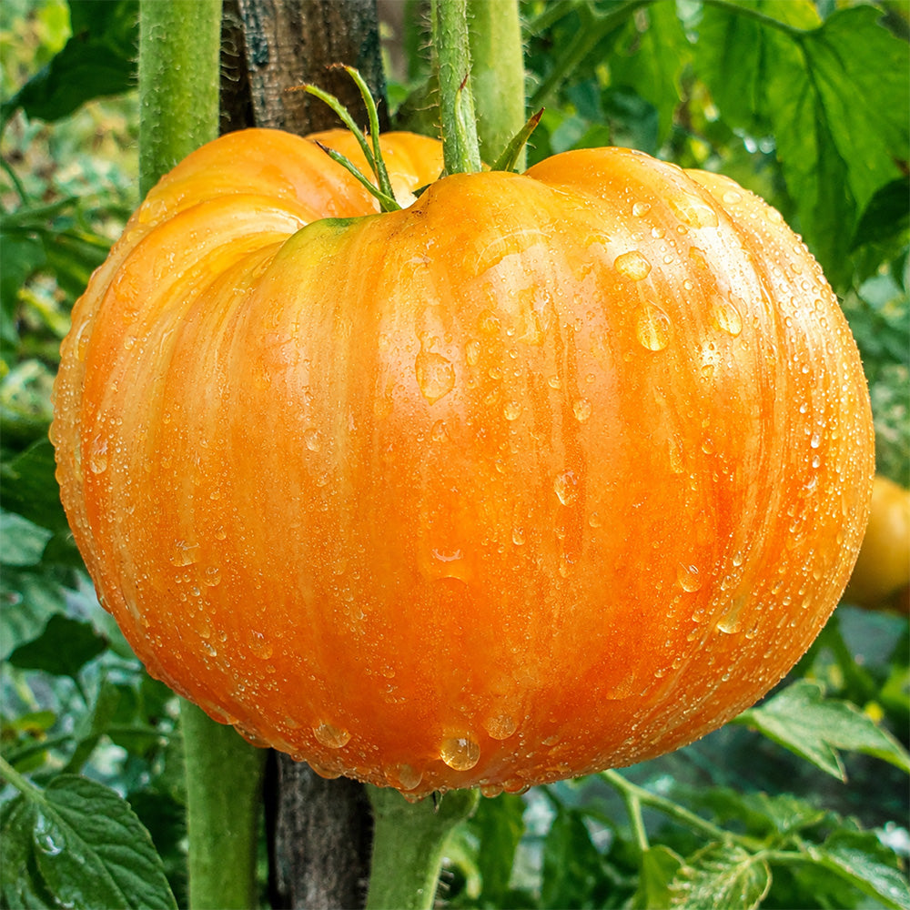 49 Orange Jazz Tomato