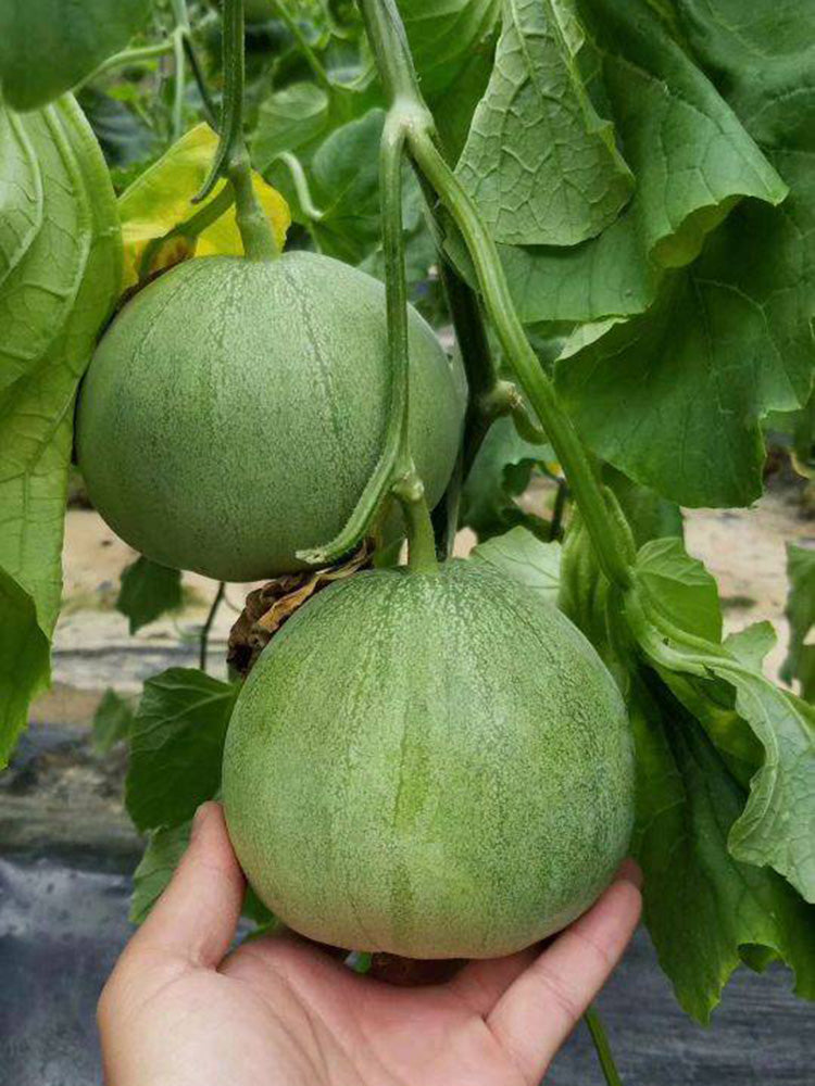 Xin Meiyu F1 Melon