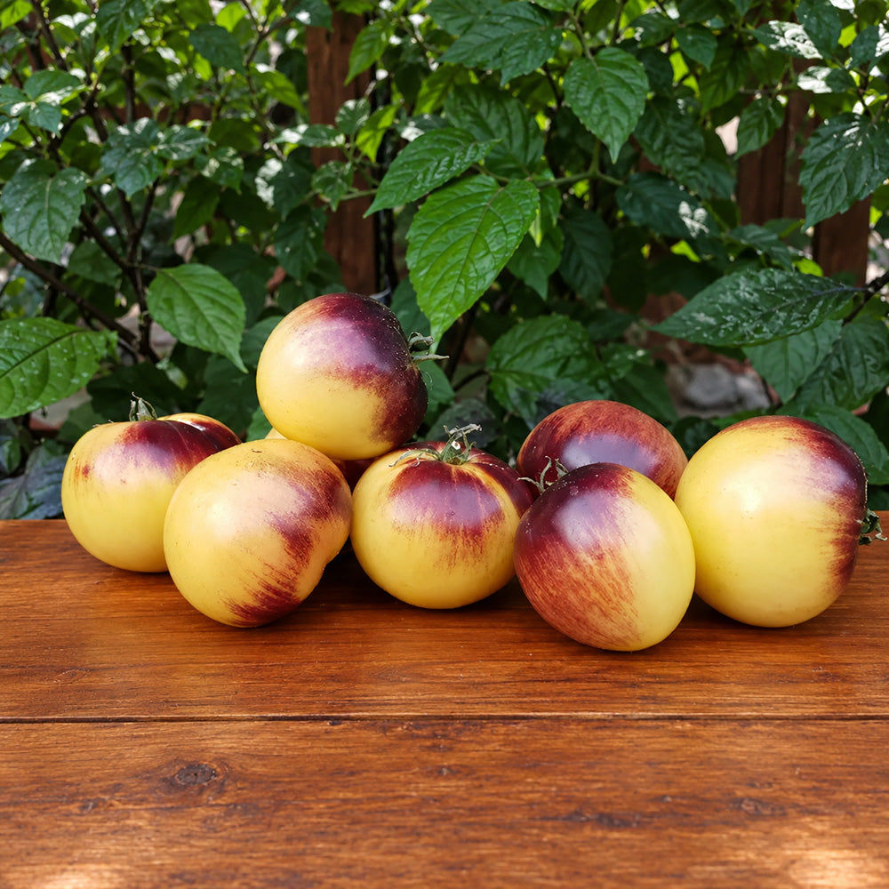 336 Great White Purple Tomato