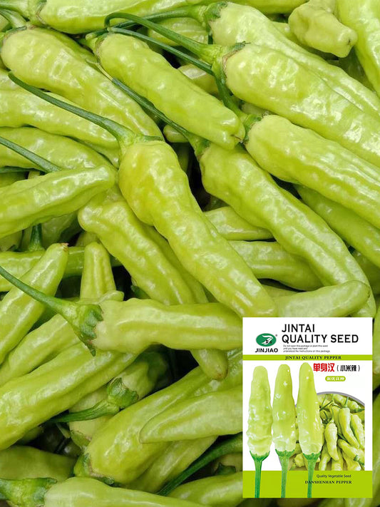 White Wrinkled Xiaomila Chili Peppers