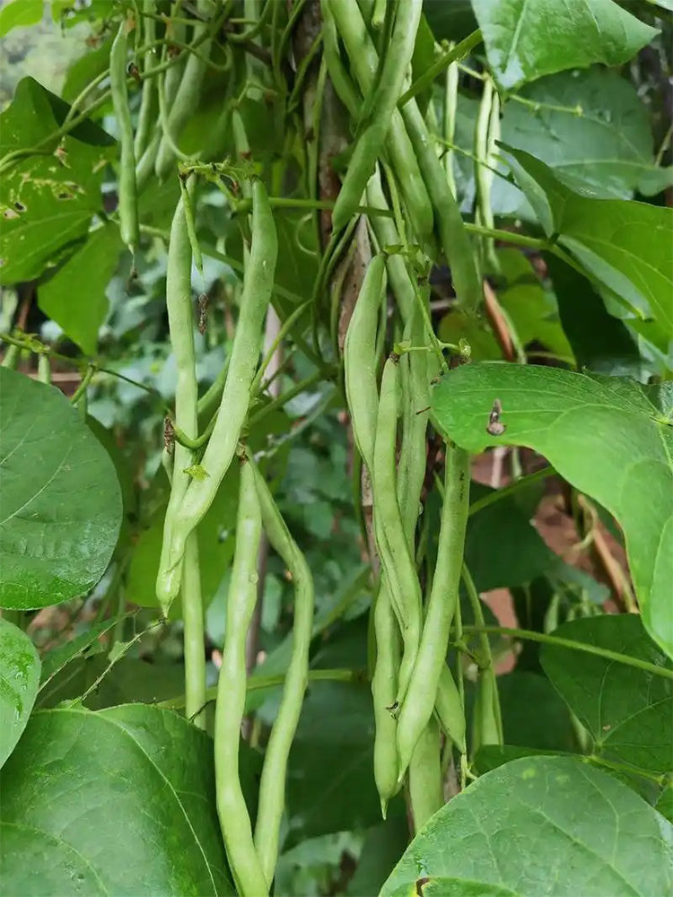'Shuangqing No.35' Snap Bean
