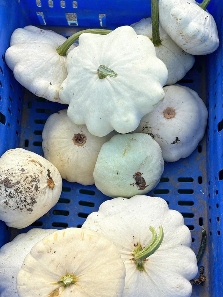 'White Flying Saucer' Gourd