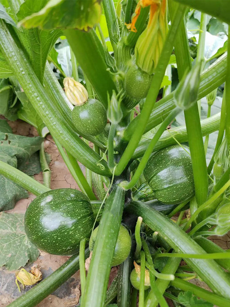 Black Pearl Round Zucchini