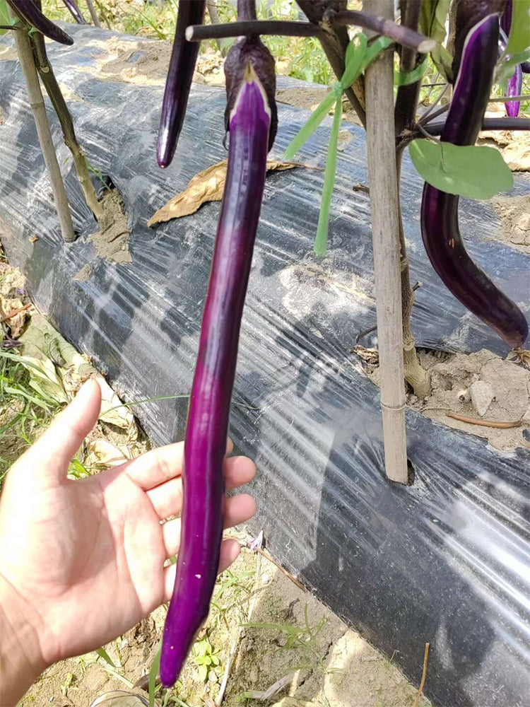 Hangzhou Red Eggplant