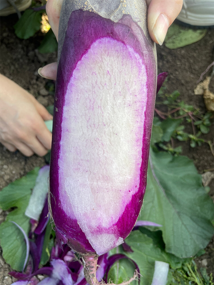 Rock Sugar Heart Purple Skin Fruit Radish
