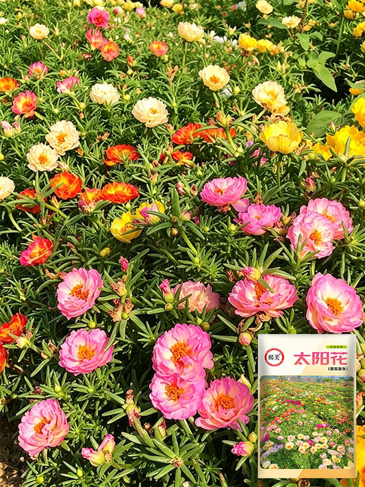 Double Flowered Mix Moss Rose
