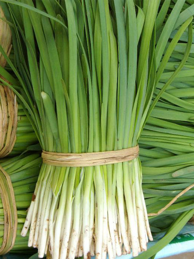 791 Series Chinese Chives