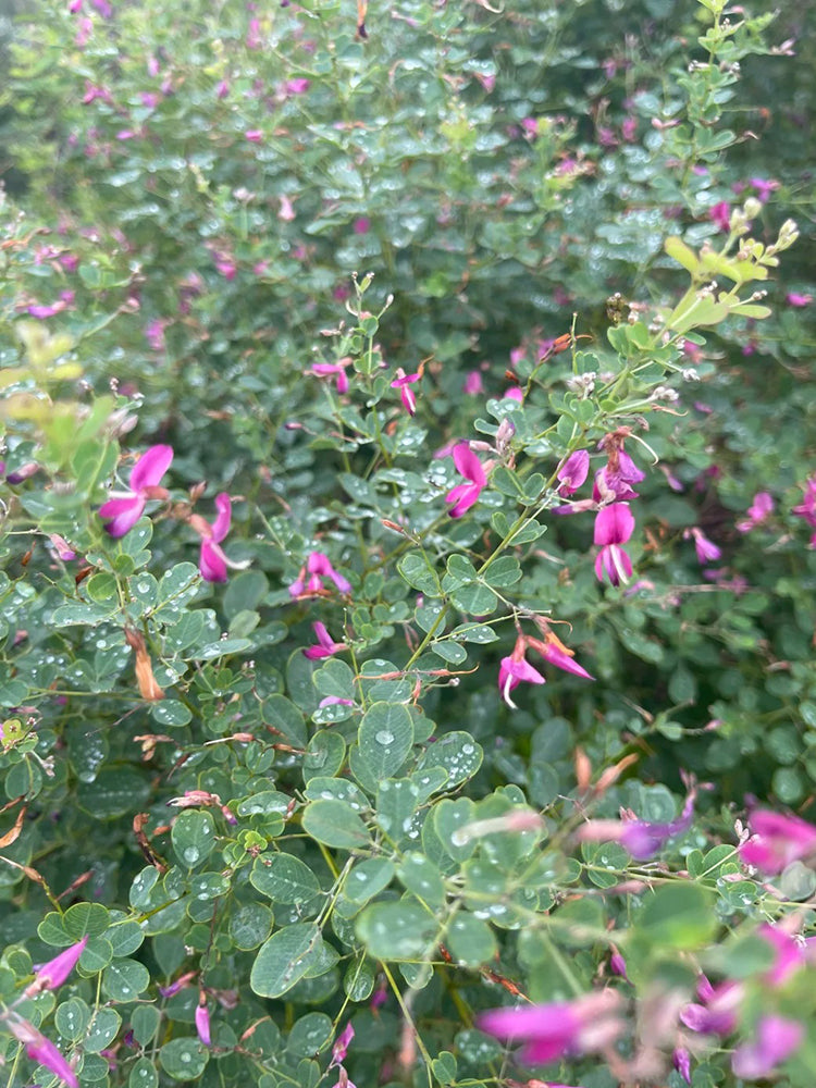 Bush Clover