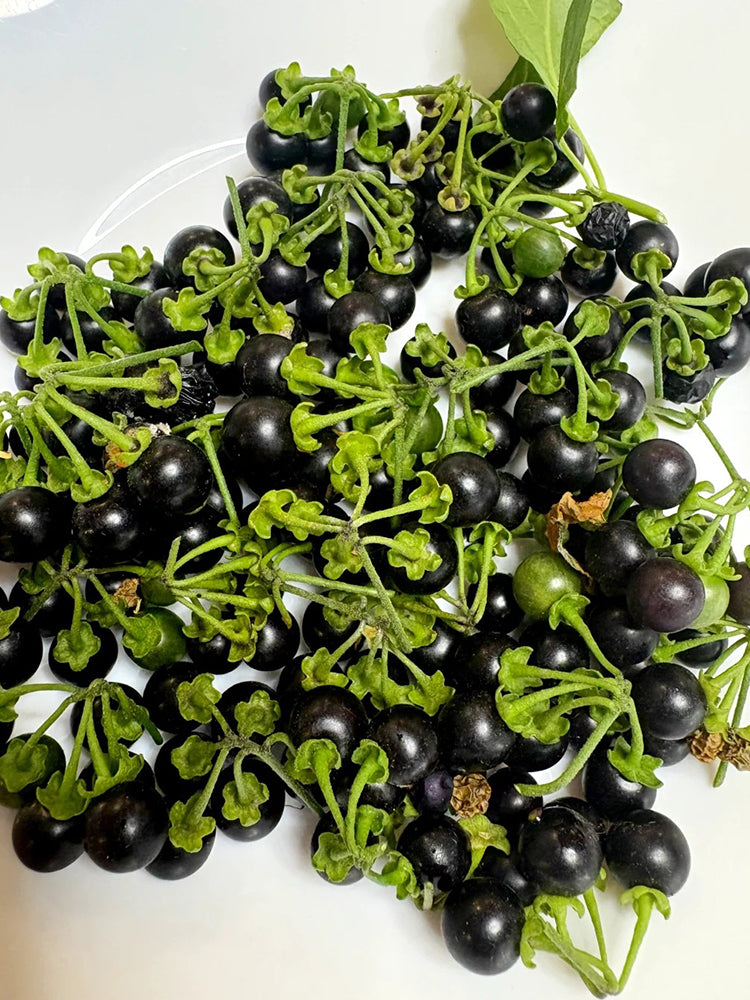 Black Nightshade