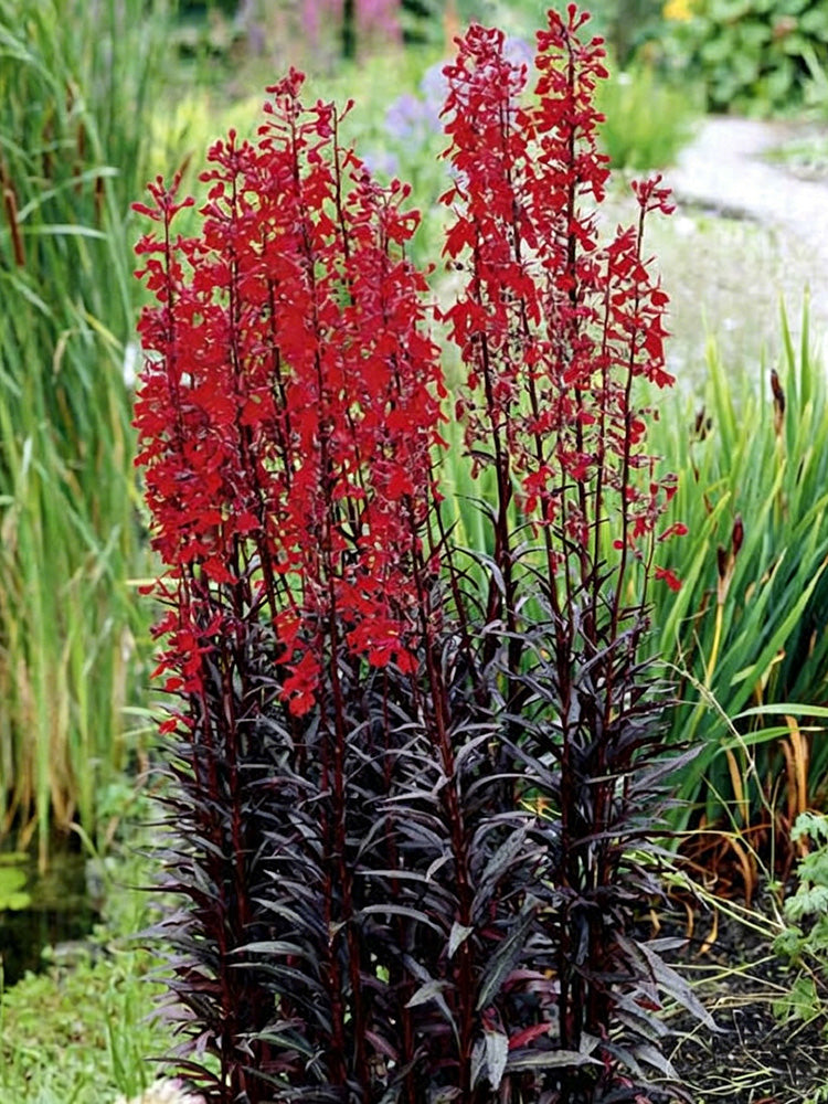 'Queen Victoria' Cardinal Flower
