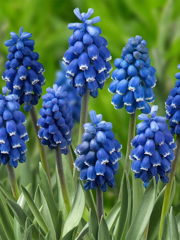 Mixed Color Grape Hyacinth