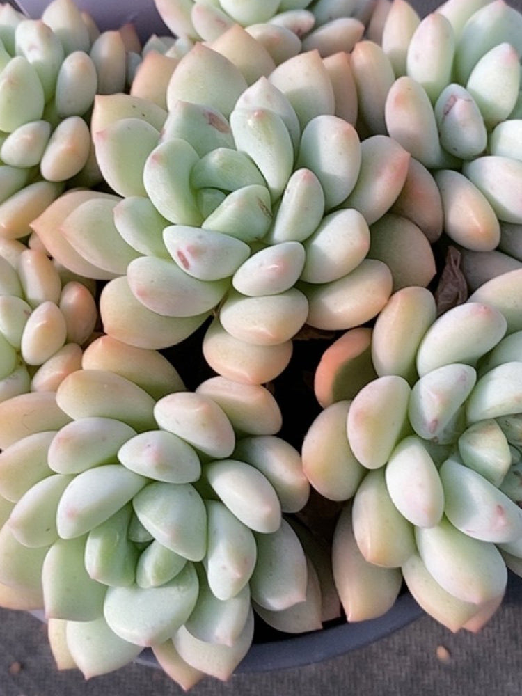 Echeveria 'Jade Ruyi'