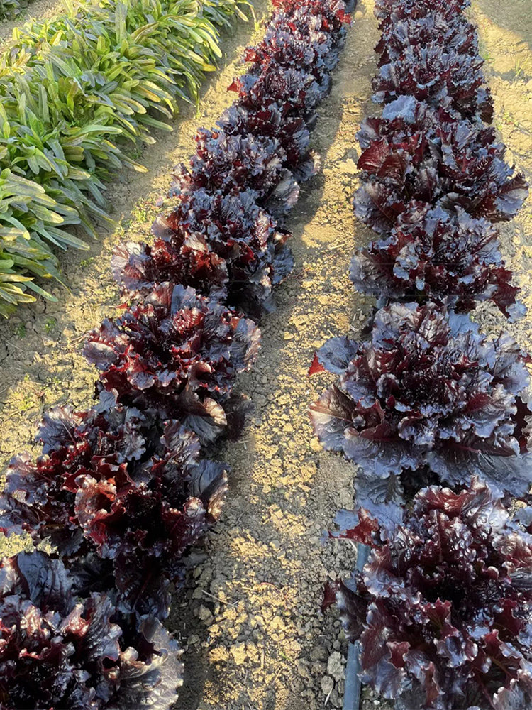 Crimson Wrap Lettuce (Lactuca sativa)