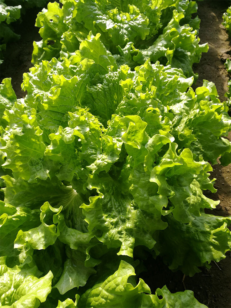 'Jiemei' Fast-Growing Loose-Leaf Lettuce