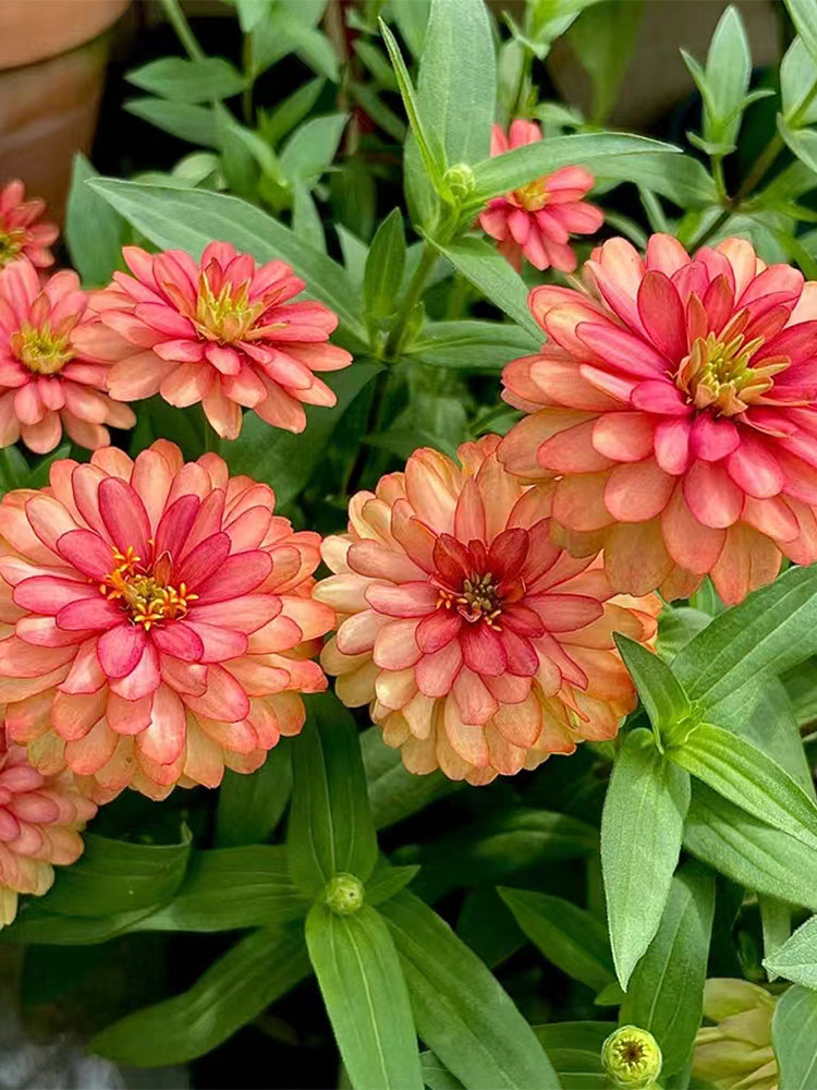 He Zhi Chun Zinnia elegans