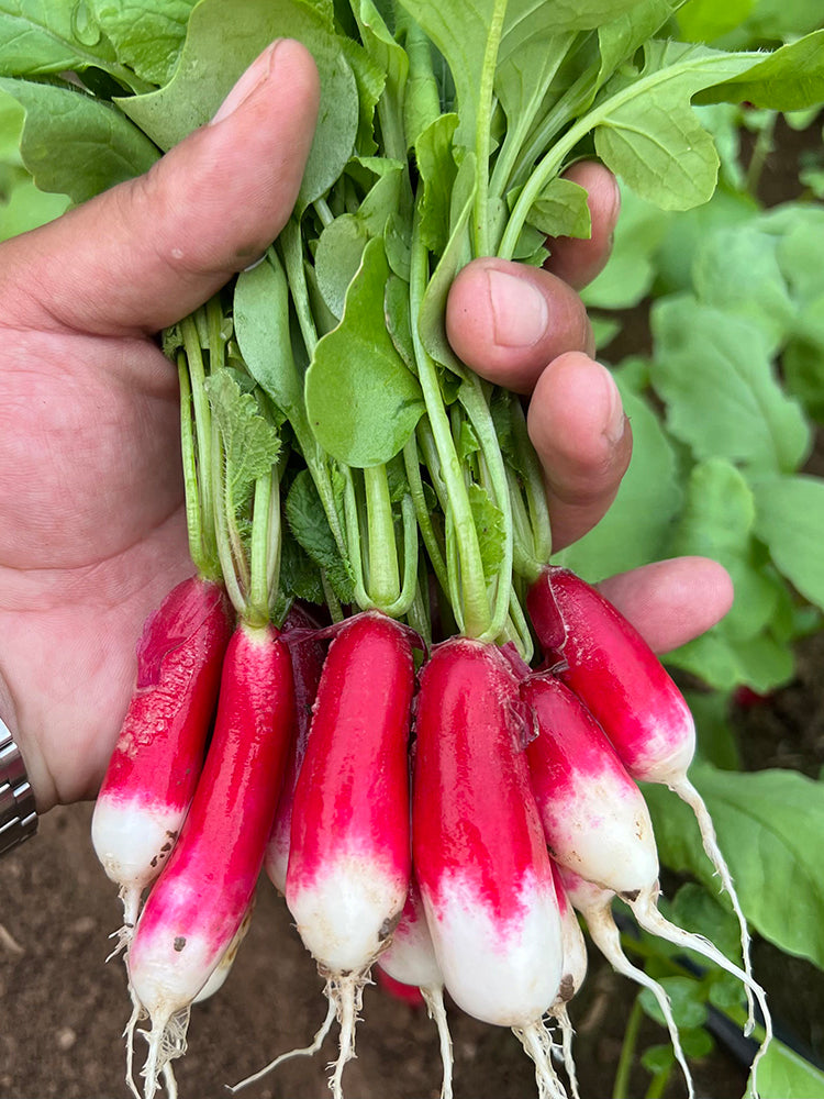 Thumb-sized Fruit Radish