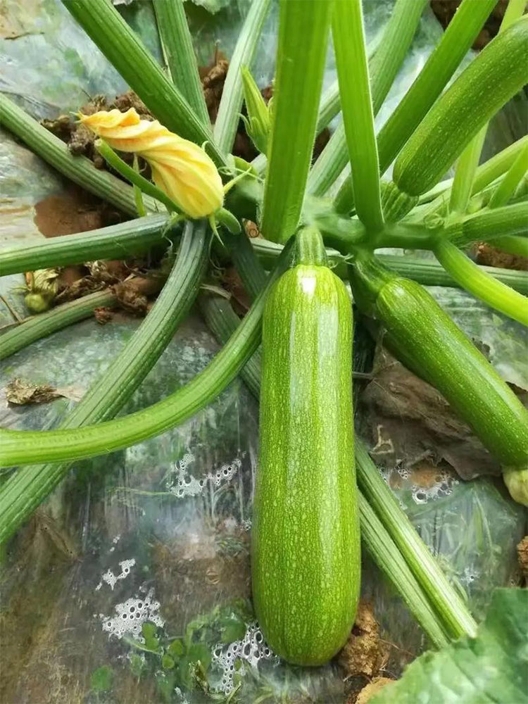 'Cuixiaoqing' Zucchini