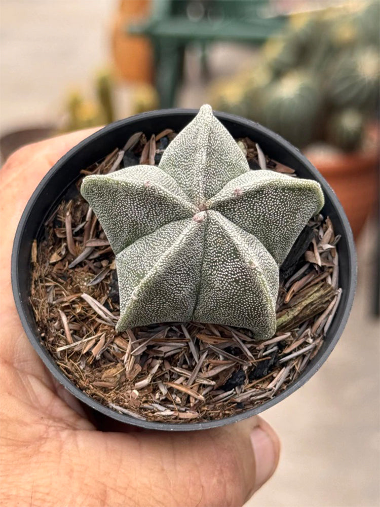 Pentagonal White-maculated Bishop's Cap Cactus