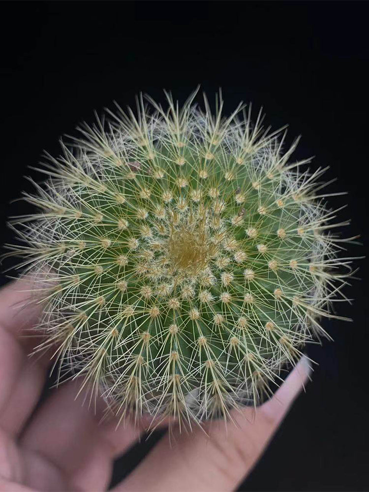 Parodia schumanniana