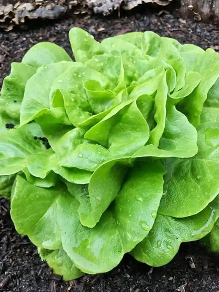 Silken Butter Lettuce (Lactuca sativa)