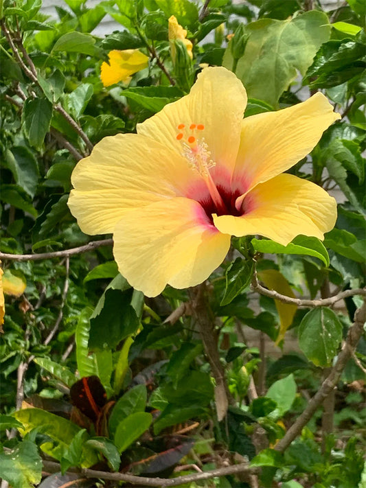 Pale Yellow Hibiscus