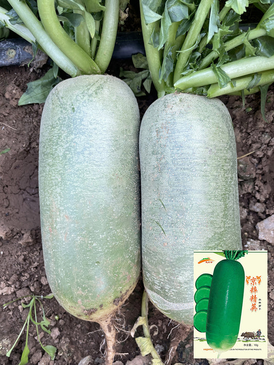 Jingcui Elite Fruit Radish