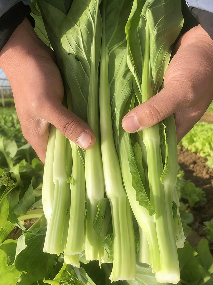 Xueying No. 2 Choy Sum