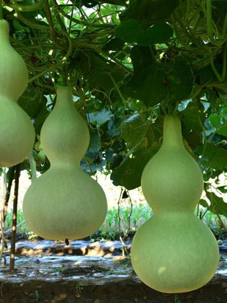 Giant Birdhouse Gourd