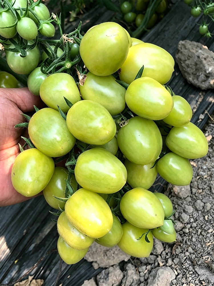 Green Jade Cherry Tomato