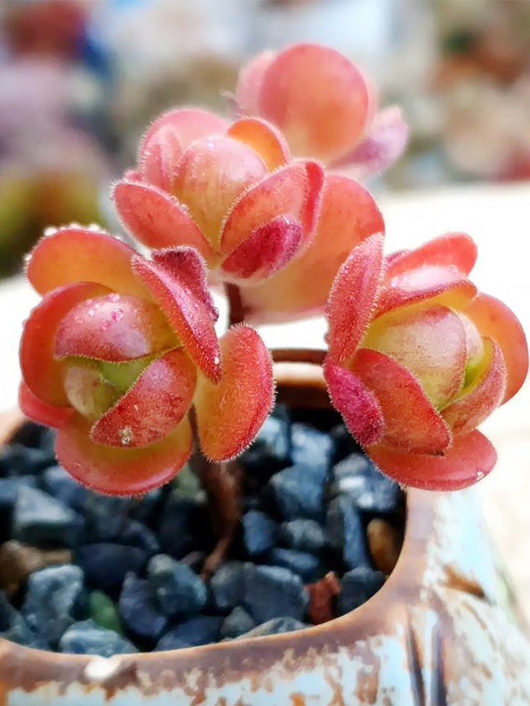 Aeonium saundersii