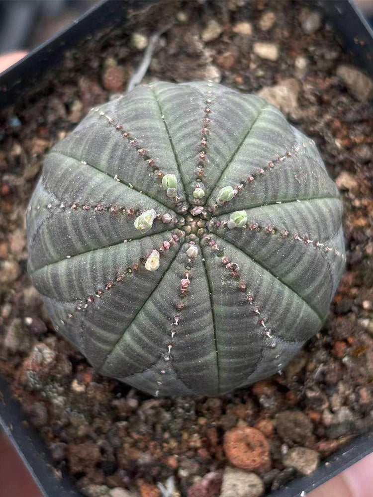 Euphorbia obesa Succulent