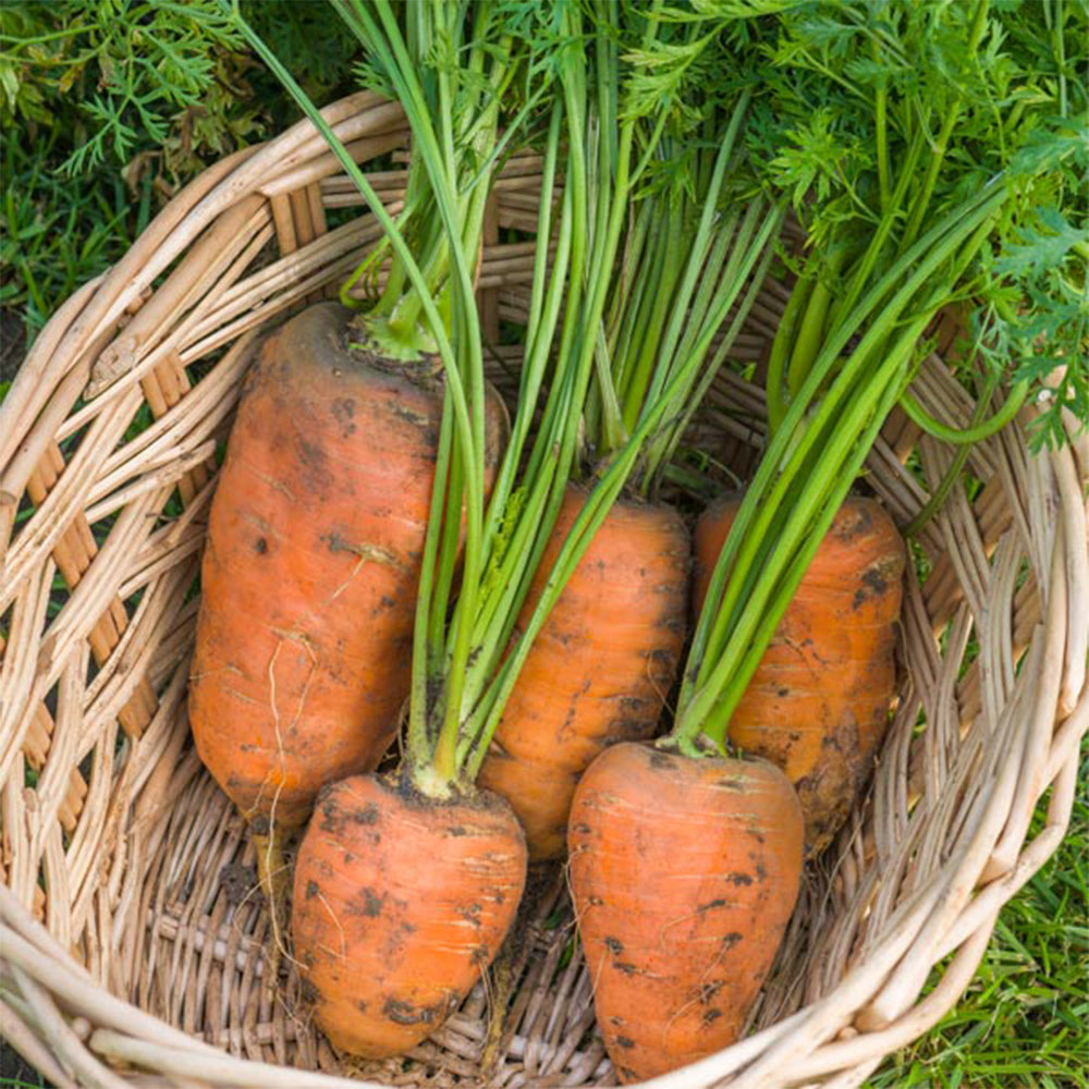 U2225 Oxheart Carrot