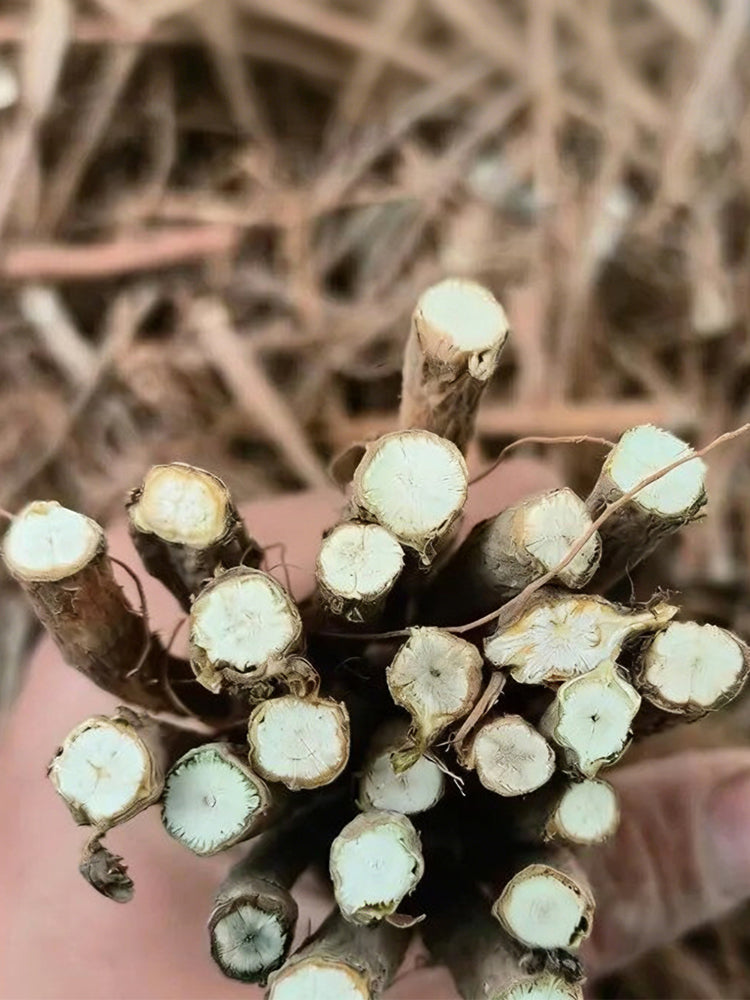 Bupleurum chinense