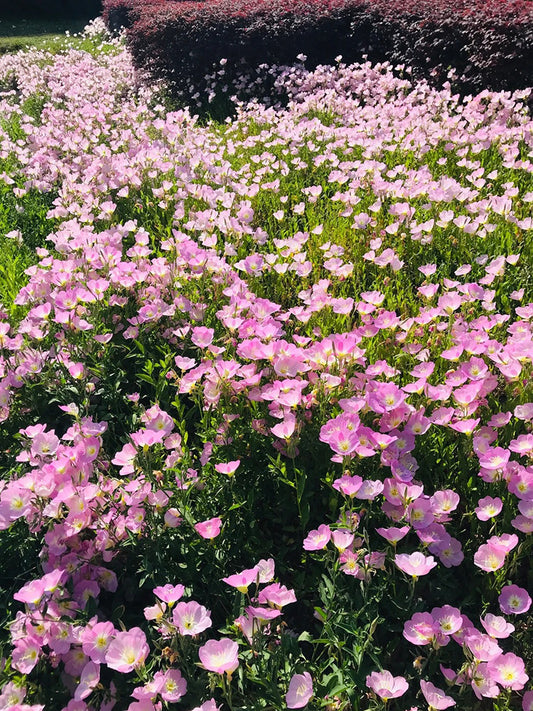 Pink Evening Primrose