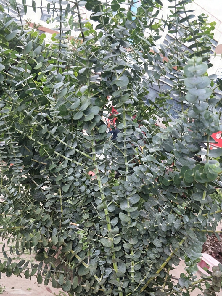 Small Coin Leaf Eucalyptus