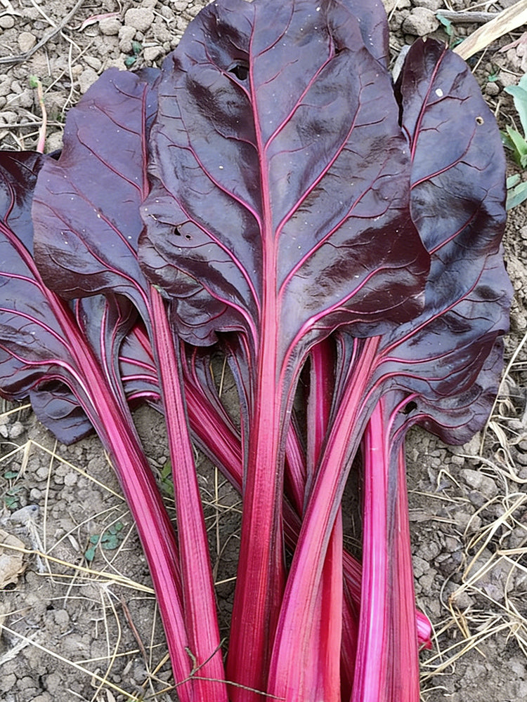 Purple Red Leaf Beet