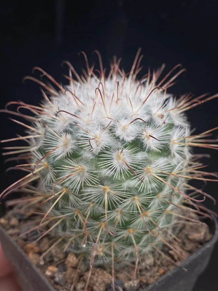 Mammillaria bombycina