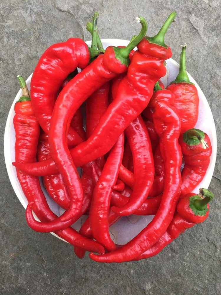Jimmy Nardello Pepper