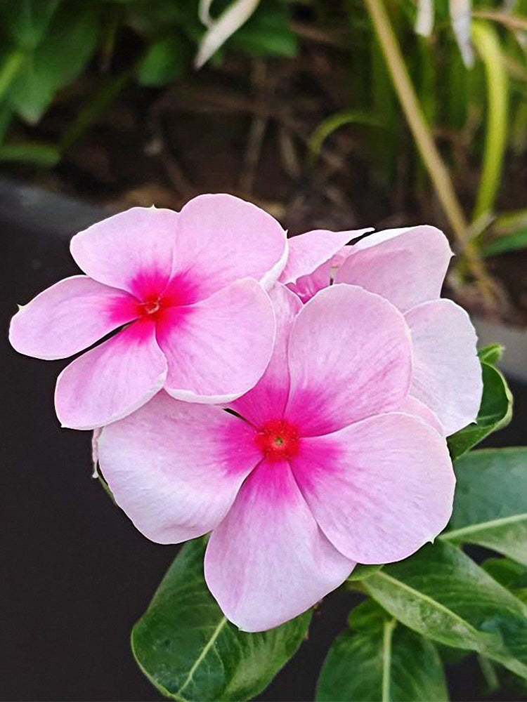 Pink Madagascar Periwinkle (Catharanthus roseus)