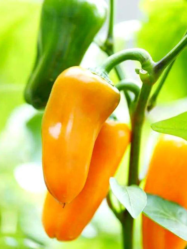 Mini Yellow Sweet Pepper
