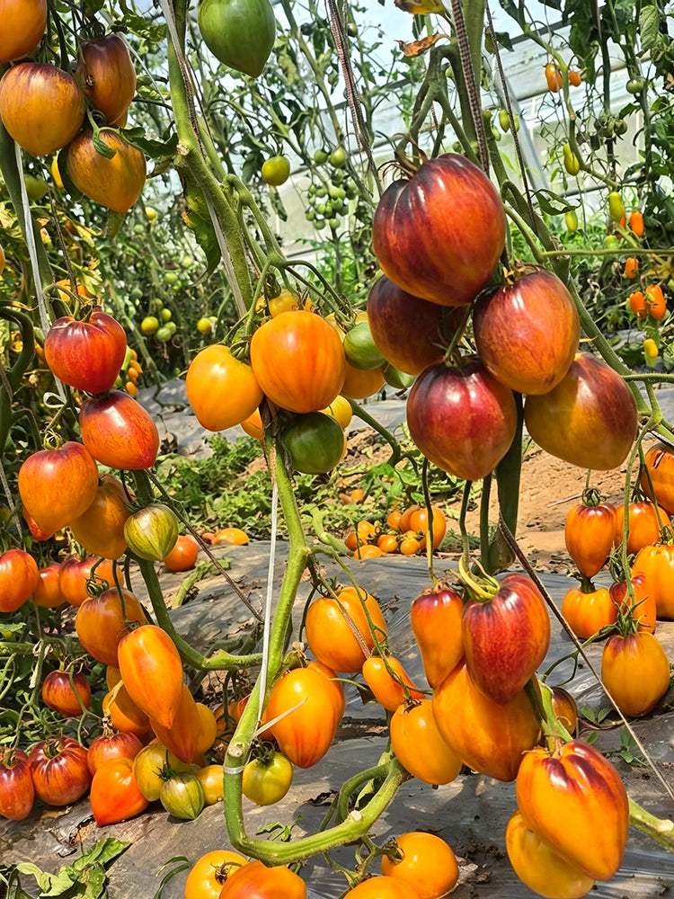 826 Fiery Red Comet Tomato