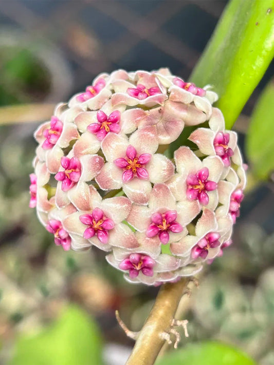 Hoya 'Wonder' Unrooted Stem Cuttings
