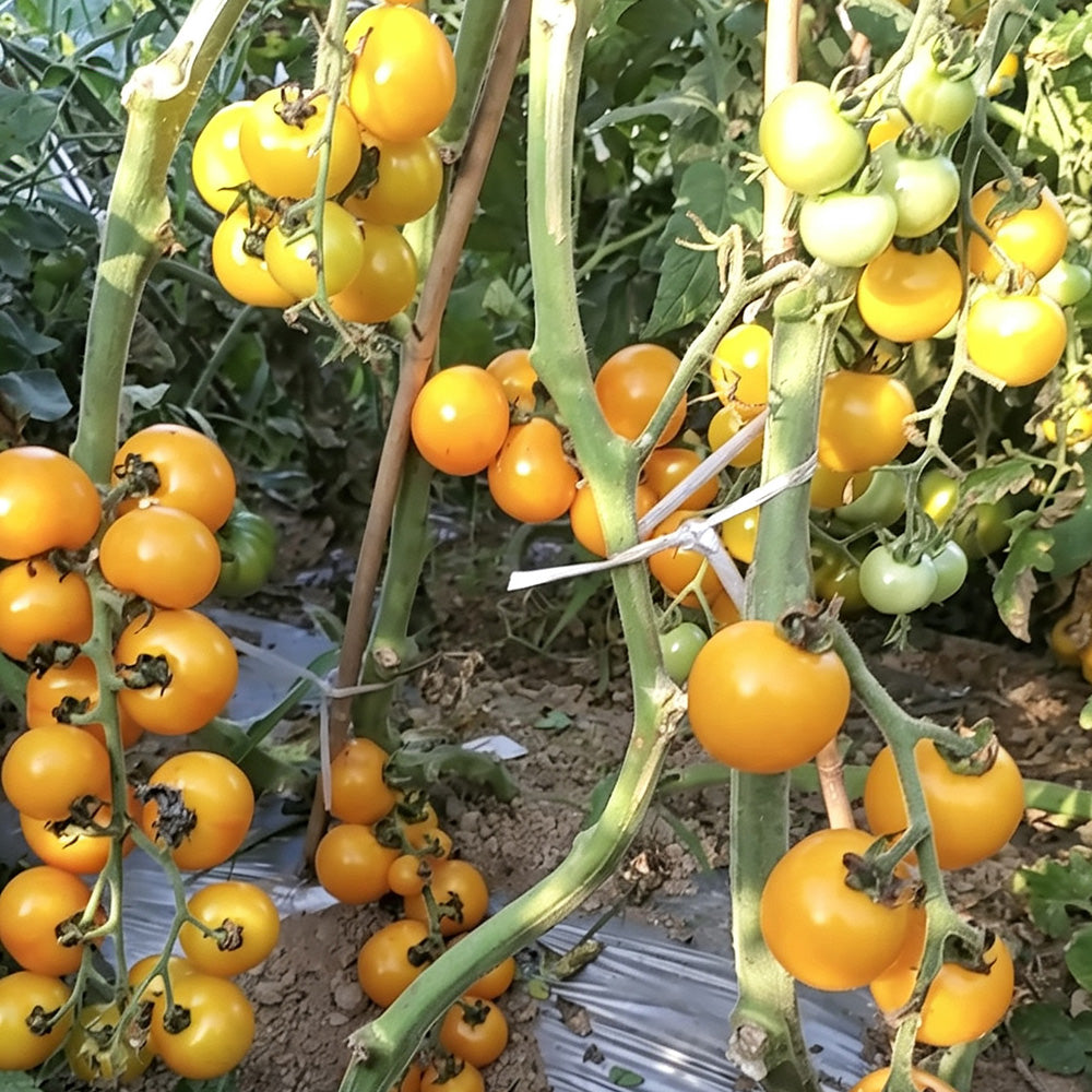 574 Dutch Yellow-Fruited Tomato