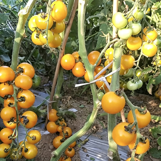 574 Dutch Yellow-Fruited Tomato