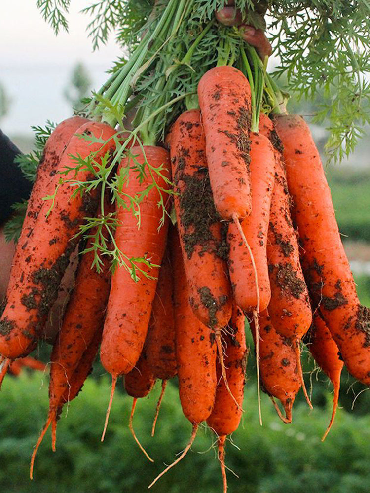 'Fengmei Xiaohongshen' Carrot