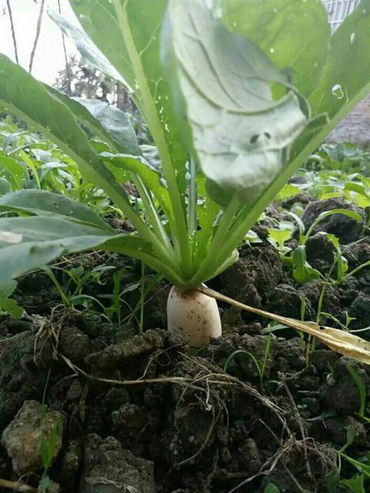 'Xinxuan 13-6' Early-Maturing Radish